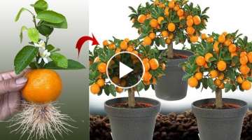 New idea ! Growing Oranges With Aloe Vera and Eggs​ | How to Grafting Oranges