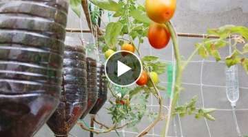 Easy Way To Grow Tomato Plant in Plastic Hanging Bottles | Growing Tomatoes from Seed