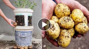 How to grow potatoes in old plastic paint buckets for beginners